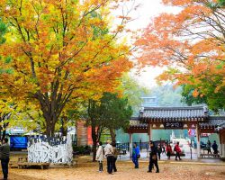 HÀN QUỐC: SEOUL - EVERLAND - ĐẢO NAMI