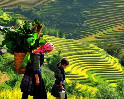 Hà Nội - Lào Cai - Sapa